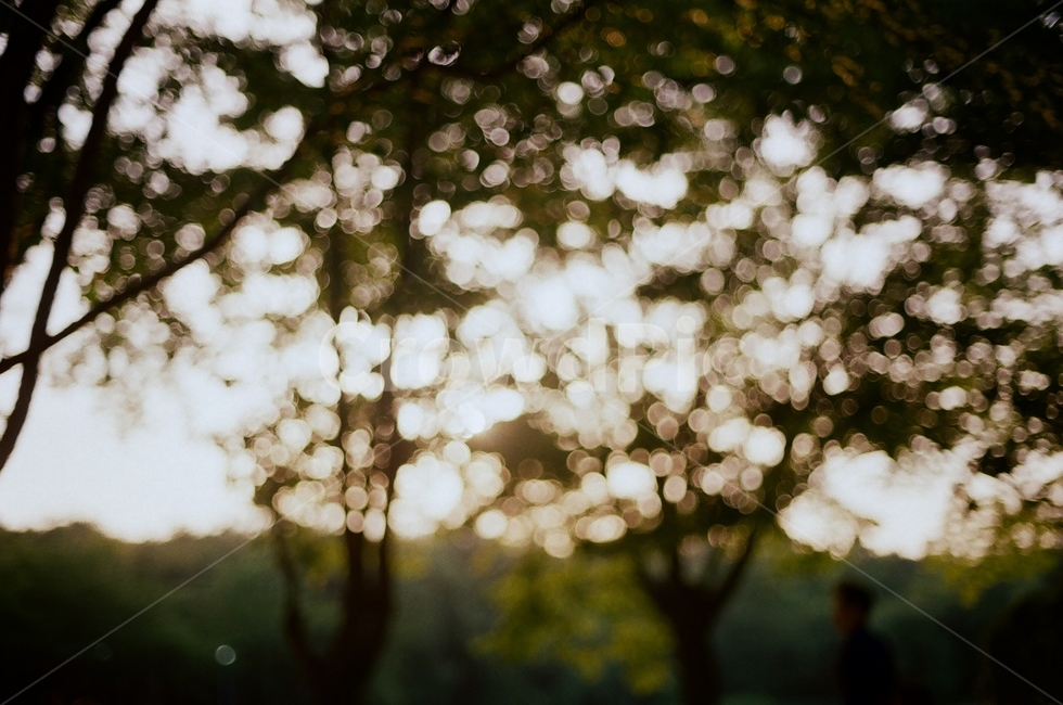 아웃포커스,아웃포커싱,outoffocus,나무,햇빛,저녁,tree,sunshain,sunlight,sun,twilight,숲,forest