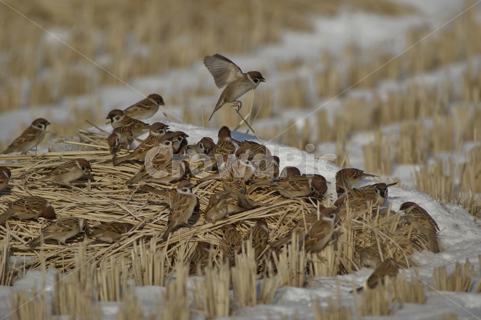 참새,조류,텃새,군무,새,겨울,계절,winter,season,동물,animal,조류,새,birds