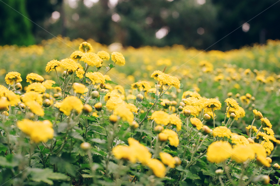 꽃,봄,봄꽃,자연,유채꽃,봄,계절,spring,season,식물,자연,plants,nature,꽃,flower,field,들,plant