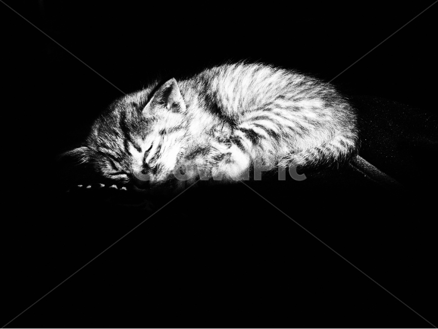 고양이,어린고양이,잠,흑백사진,귀여운,cat,youngcat,sleep,blackandwhitephoto,black,white,동물,animal,포유류,mammal,고양이,cat,kitten,kitty,흑백,모노톤,monochrome,black and white