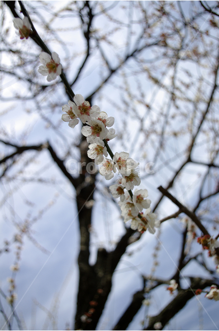 매화,봄,봄날,봄풍경,감성,spring,flower,꽃,봄꽃,봄나들이,식물,봄,계절,spring,season,식물,자연,plants,nature,꽃,flower,plant,blossom,cherry blossom,벚꽃