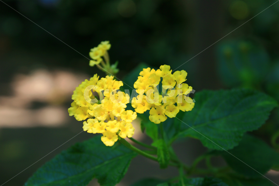 꽃,식물,수목원,열대식물,작은꽃,노란꽃,자연,힐링,식물,자연,plants,nature,꽃,flower