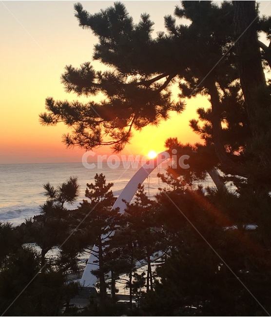 일출,새해,소나무,풍경,태양,해,강릉,1월1일,sunset,landscape,동해바다,강문해변,바다,파도,자연,풍경,nature,landscape,outdoors,옥외,tree,나무,plant,식물
