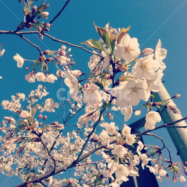 plant,식물,flower,blossom,꽃,봄,벚꽃,감성사진,감성,설레임,spring,season,pink,blue,하늘,번꽃엔딩,벚꽃축제,sensible,식물,자연,plants,nature,꽃,flower