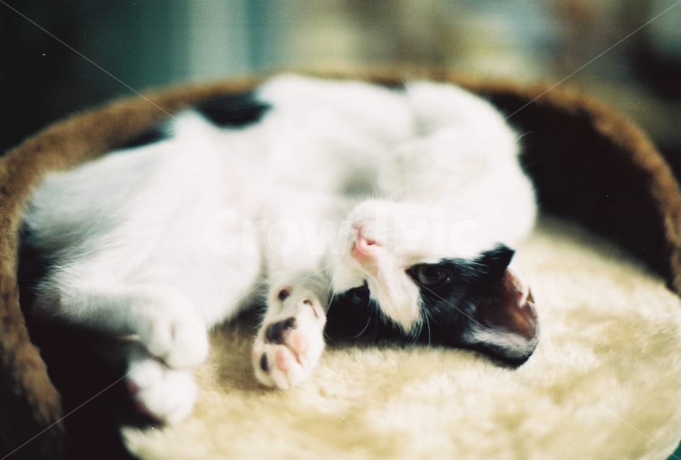 필름사진,감성사진,고양이,고양이사진,턱시도고양이,동물,animal,포유류,mammal,고양이,cat,kitten,kitty,감성,sensible,feeling