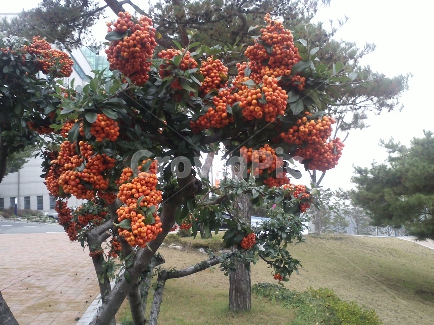 피라칸타,장미과,붉은열매,주황색열매,상록관목,관상용,식물,식물,자연,plants,nature,나무,trees,wood