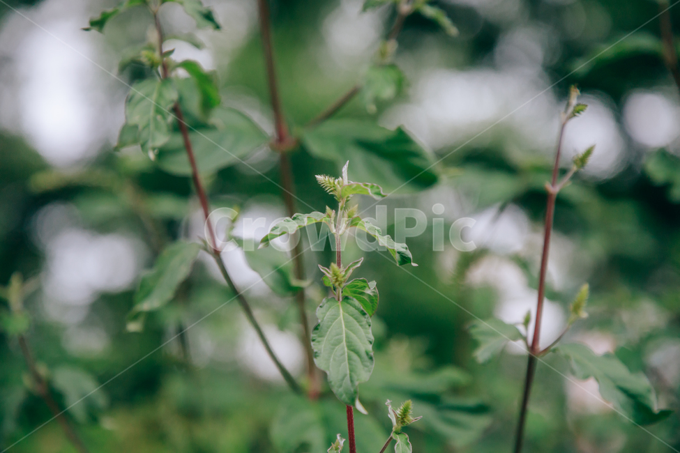 풀,자연,초록,식물,풀잎,잎,잎사귀,식물,자연,plants,nature,비,비오는날,rain,rainy