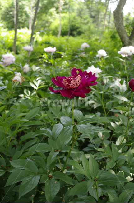 꽃,flower,식물,plant,계절,봄,spring,color,식물,자연,plants,nature,꽃,flower