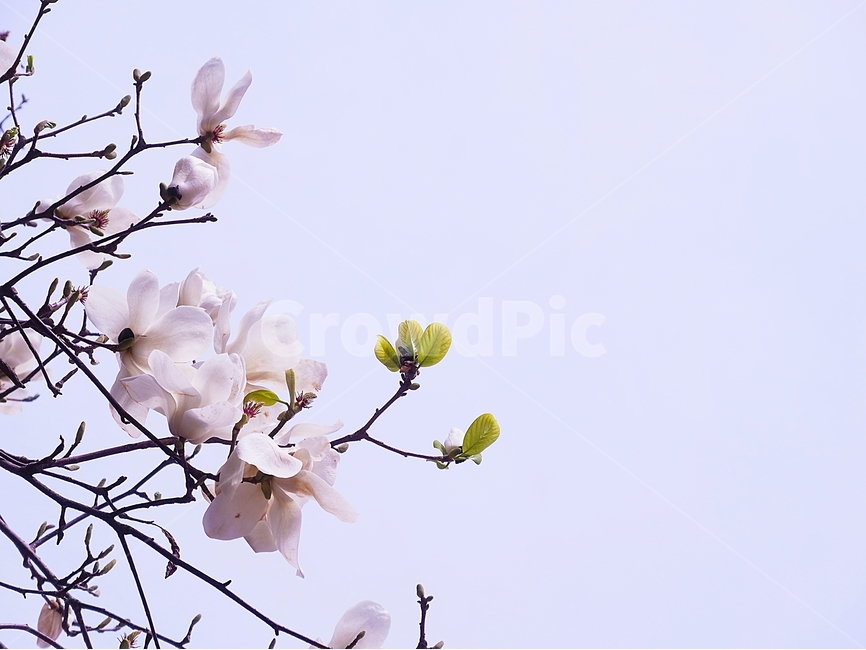목련,꽃,봄꽃,봄,봄사진,배경,배경사진,배경화면,꽃사진,감성,감성사진,봄꽃사진,목련꽃,하늘,봄,계절,spring,season,식물,자연,plants,nature,꽃,flower,plant,blossom