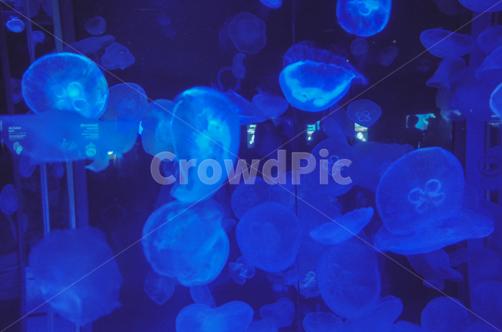 수족관,아쿠아리움,해파리,물고기,어류