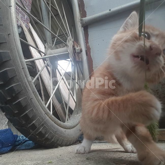 고양이,깨물기,풀,강아지풀,수레바퀴
