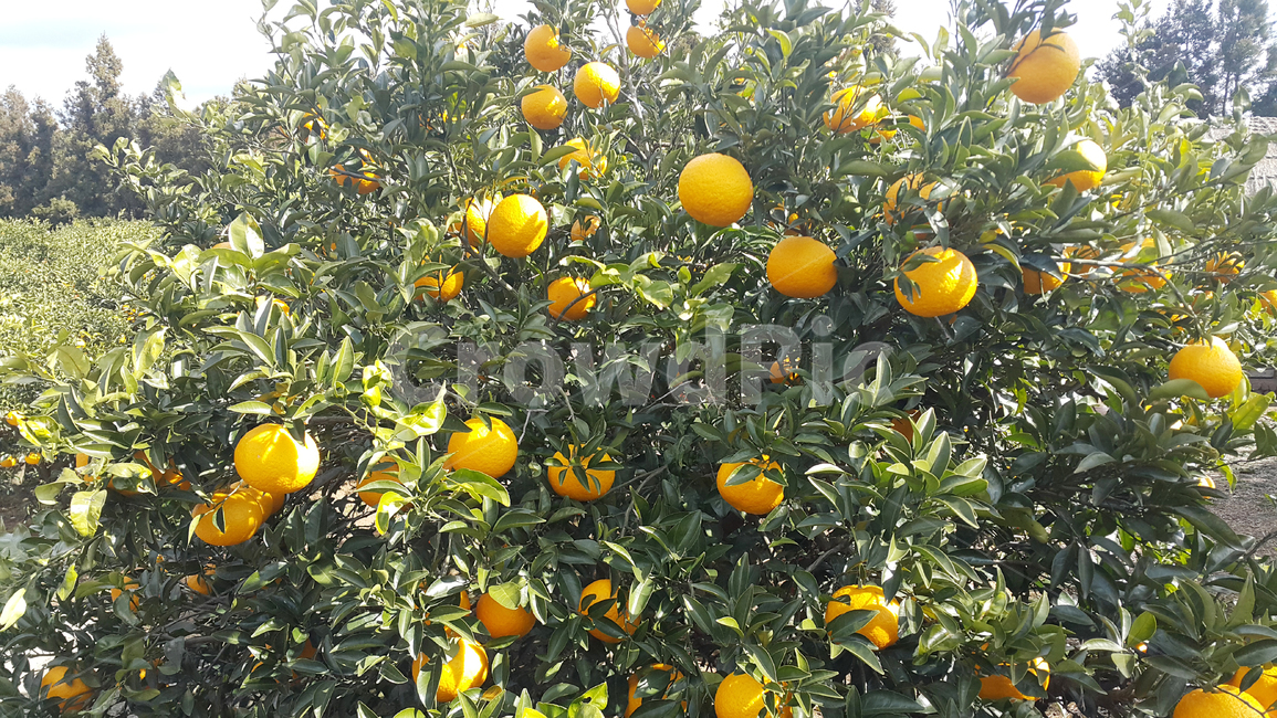 귤,감귤,제주도,나무,잎,열매,plant,식물,fruit,과일,produce