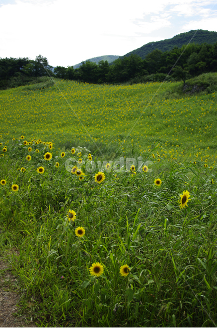 꽃밭,풍경,해바라기,꽃,flower,식물,plant,자연,풍경,nature,landscape,grassland,목초지,outdoors,옥외,field,들,farm,농장,rural,농촌