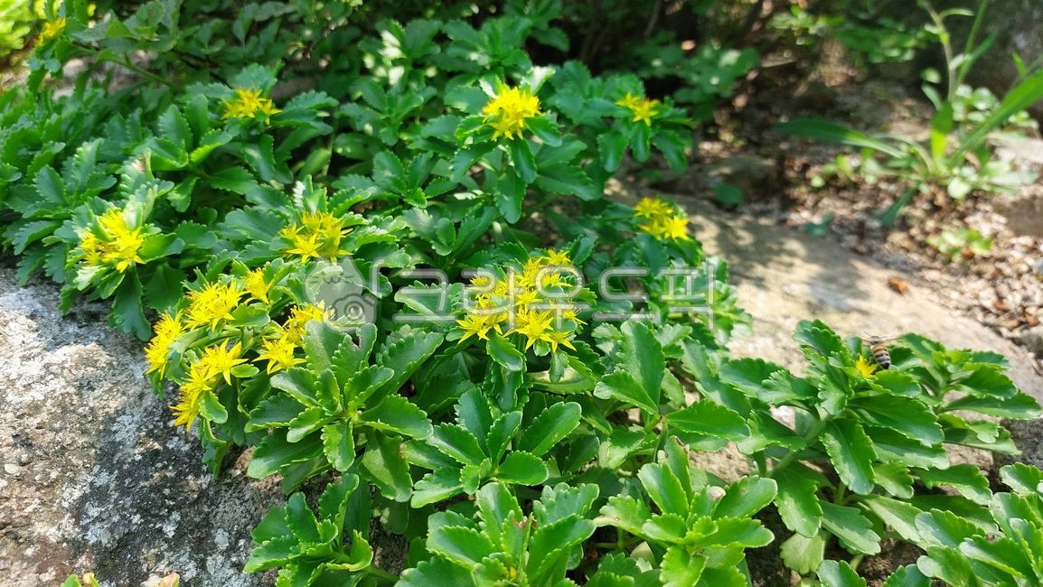 기린초,돌나물과,돌나물속,kamtschaticum,vegetation,초목,leaf,잎,soil,토양,flower,꽃