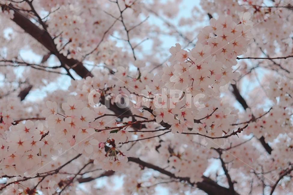 벚꽃,하늘,봄,나무,분홍색