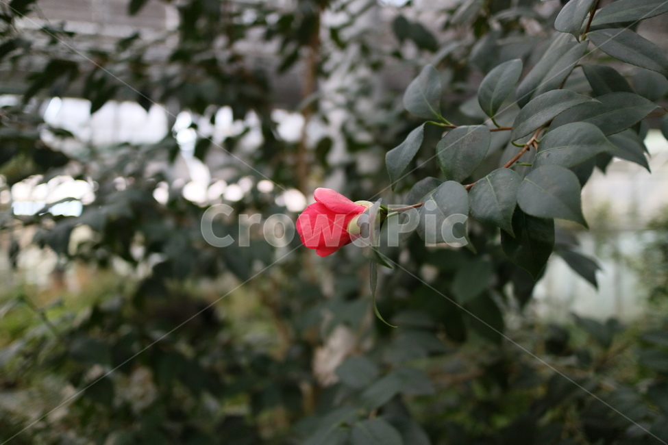 plant,식물,blossom,flower,꽃