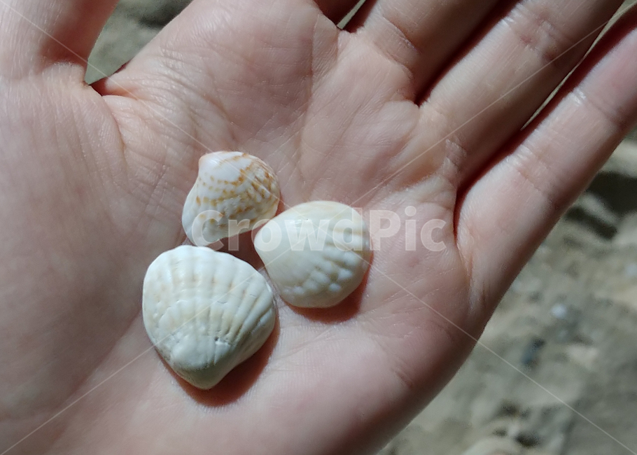 조개,바닷가,조개줍기,shell,모래사장,해변