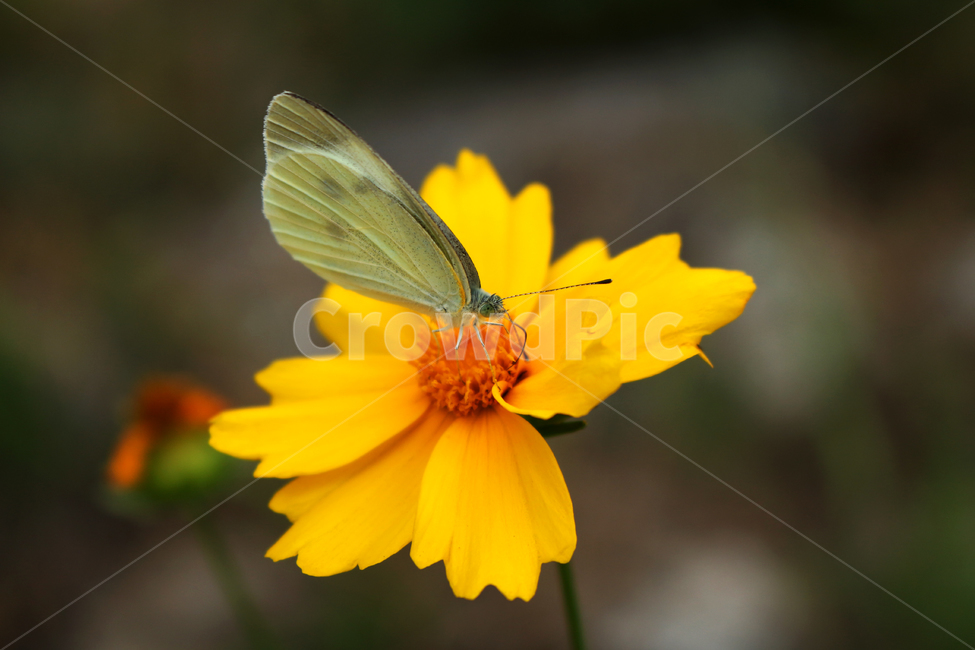 꽃,나비,노란꽃,butterfly,flower