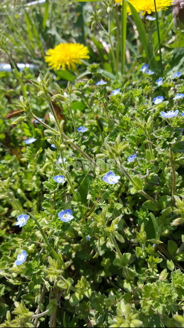 파란색꽃,민들레,노란꽃,들꽃,taraxacumplatycarpum,식물,자연,plants,nature,꽃,flower