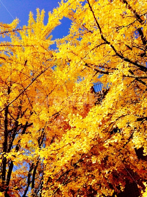 가을,자연,풍경,은행나무,landscape,fall,하늘,sky,노란색,나무,tree,가을,계절,fall,autumn,season,식물,자연,plants,nature,leaf,잎,plant,maple,단풍,fire,불,flame,불꽃,bonfire,모닥불