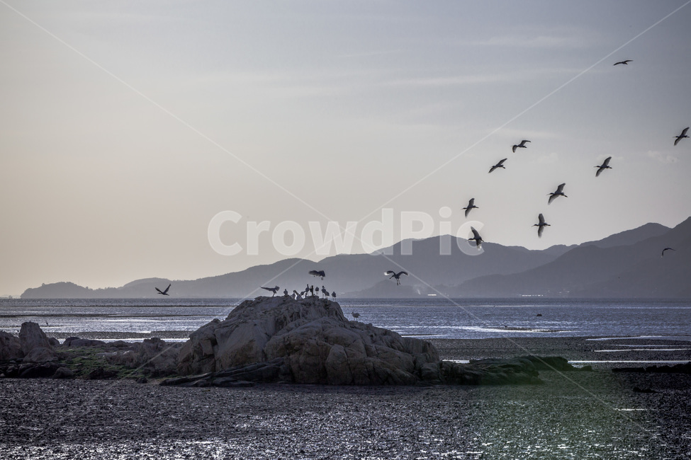 영종도,자연,풍경,갯벌,철새,낙조,석양,자연,풍경,nature,landscape,한국자연풍경,한국자연경관,korea nature landscape,동물,animal,조류,새,birds,bird