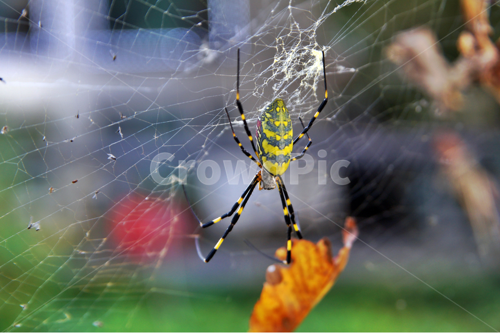 호랑거미,절지동물,거미,거미줄,담록색,동물,곤충,벌레,동물,animal,곤충,벌레,insect,bug