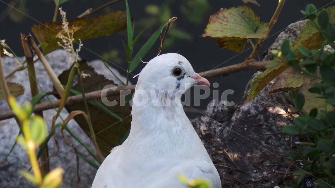 비둘기,흰비둘기,새,조류,눈망울,동물,animal,조류,새,birds