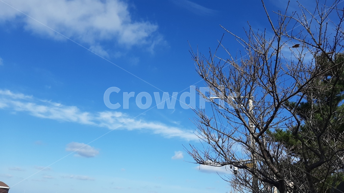하늘,구름,나무,자연,풍경,파란하늘,가을하늘,nature,outdoors,옥외