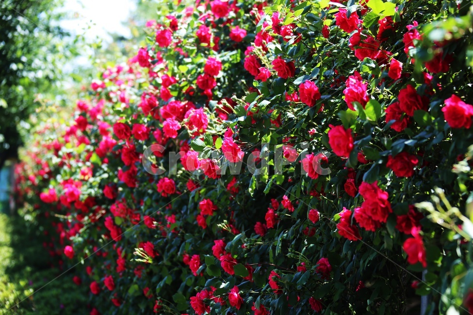 봄,5월,장미,장미터널,논산,빨간장미,식물,자연,plants,nature,꽃,flower