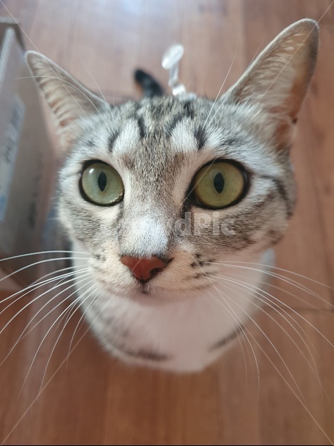 고양이,cat,집냥이,수염,놀이,반려동물,가족,초록눈,고등어태비