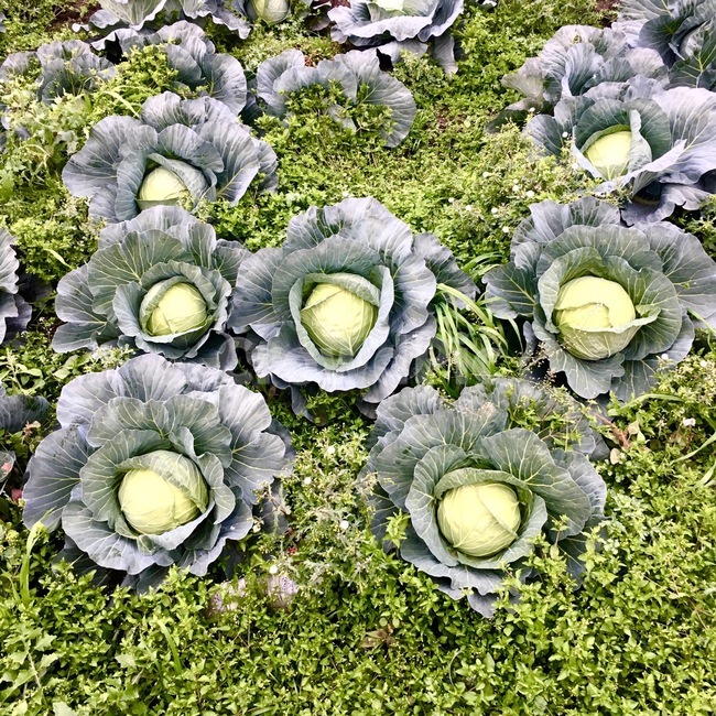plant,식물,vegetable,야채,헤드양배추,headcabbage,cabbage,양배추