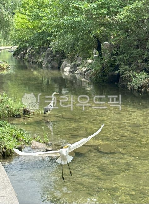 물새, 개천, waterfowl, 물, 자연, 사진,이미지,일러스트,캘리그라피 - kjunney작가