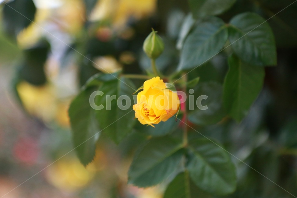 장미,노란장미,장미꽃,rose,장미정원,노란꽃,정원,garden,식물,plant,꽃밭,여름,summer,봄,spring,풍경사진,landscape,flower,공원,식물,자연,plants,nature,꽃,flower