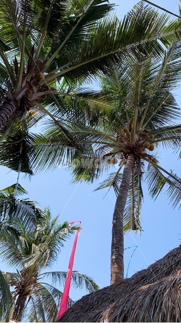 tree,나무,plant,식물,야자수,palmtree,arecaceae
