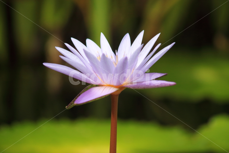 수련,꽃,수련꽃,연,waterlily