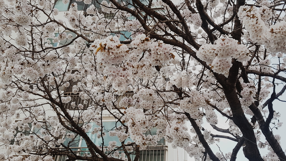 벚꽃,cherryblossom,아파트,조경,분홍색,봄,flower,건물,building,꽃,계절,season,꽃송이,화사한,벚꽃엔딩,장범준,grandmother,white,spring,나무,tree,꽃잎,식물,petal,자연,nature,plant