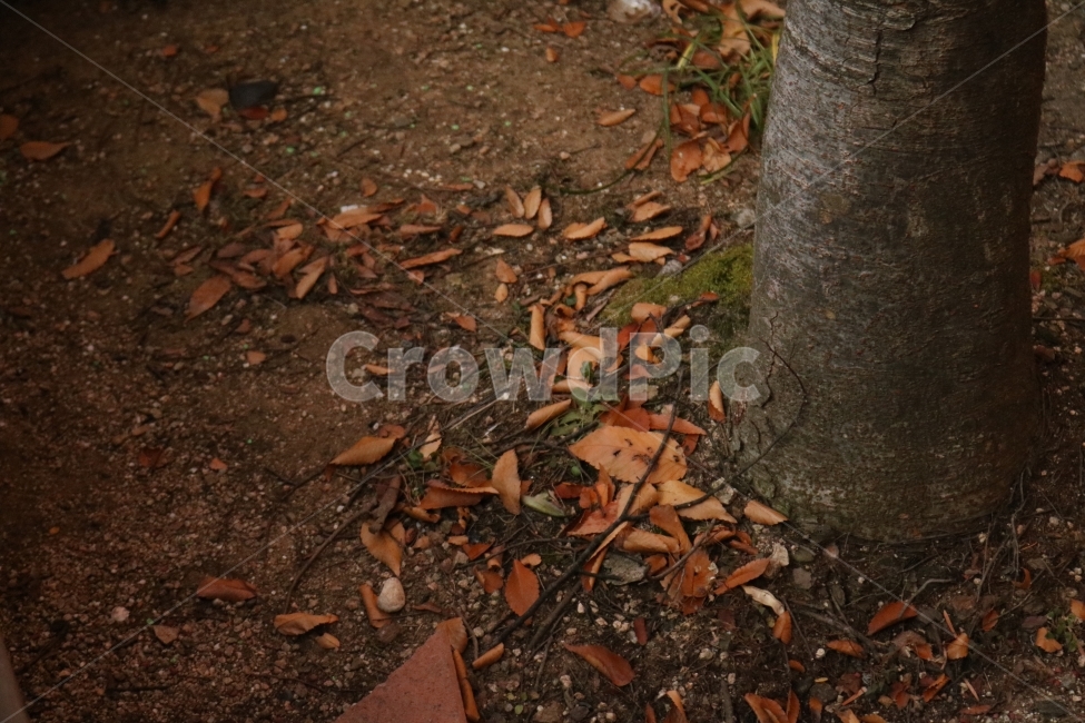 Fall,autumn,winter,season,가을,가을사진,겨울,겨울사진,낙옆,외로움,추움,쓸쓸함,가을,계절,fall,autumn,season,ground,바닥,tree,나무,plant,식물
