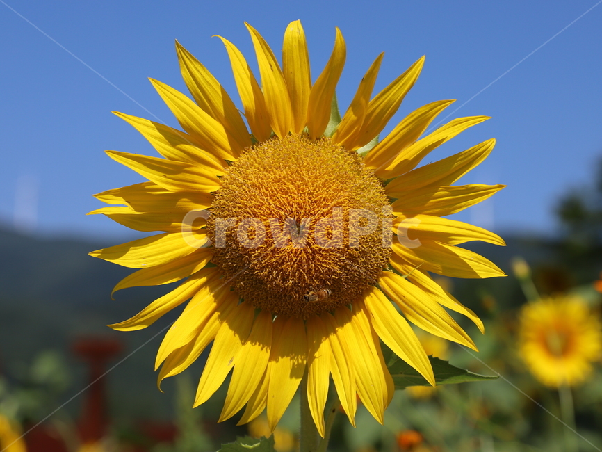 해바라기,여름,계절,노랑색,파란하늘,하늘,식물,꽃,blossom,flower,plant