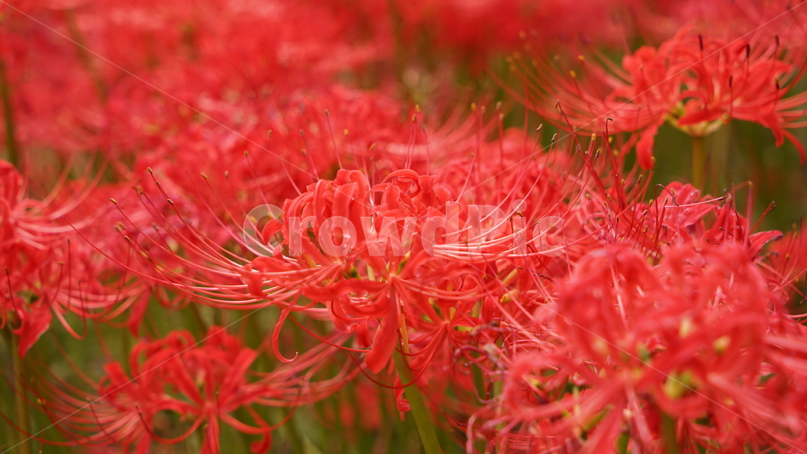 상사화,꽃,빨간꽃,붉은꽃,식물,식물,자연,plants,nature,꽃,flower