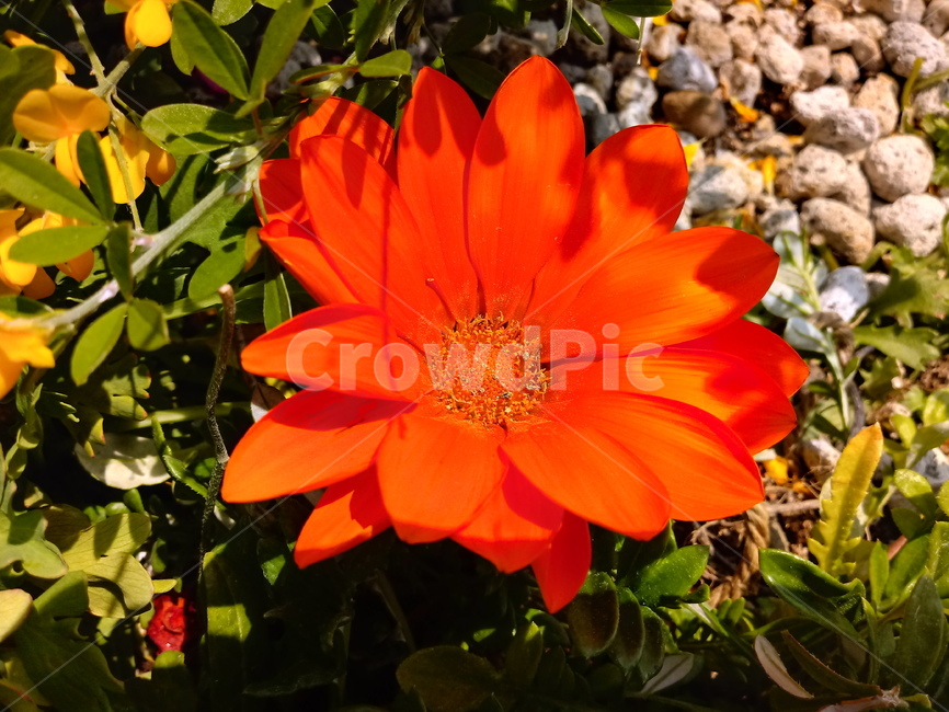 가자니아,gazania,국화과,꽃,식물,보물꽃