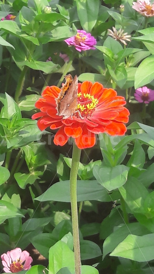 백일홍,꽃,나비,행복,초록,식물,자연,plants,nature,꽃,flower,동물,animal,곤충,벌레,insect,bug