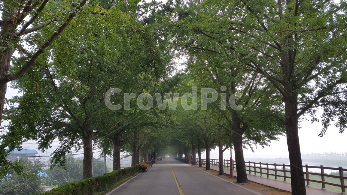 가로수길,은행,푸른길,길,나무,자연,풍경,nature,landscape,road,도로,tree,plant,식물,tree trunk,나무 줄기,asphalt,아스팔트