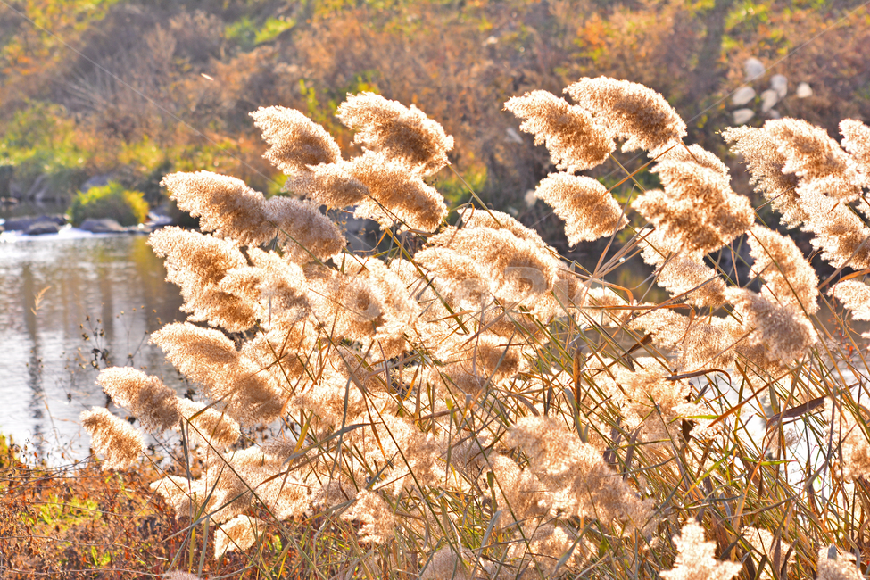 갈대,가을배경,갈대밭,가을느낌,가을분위기,autumn,갈대꽃,야생화,습지식물,배경,바탕,sunlight,해질무렵,백그라운드,background,식물,plant,가을,계절,fall,autumn,season,grass,잔디,lawn,reed
