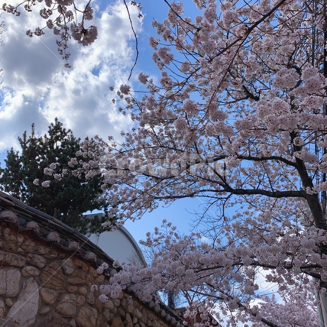 식물,꽃,벚꽃,하늘,돌담,구름,cherryblossom,plant,flower,sky,cloud