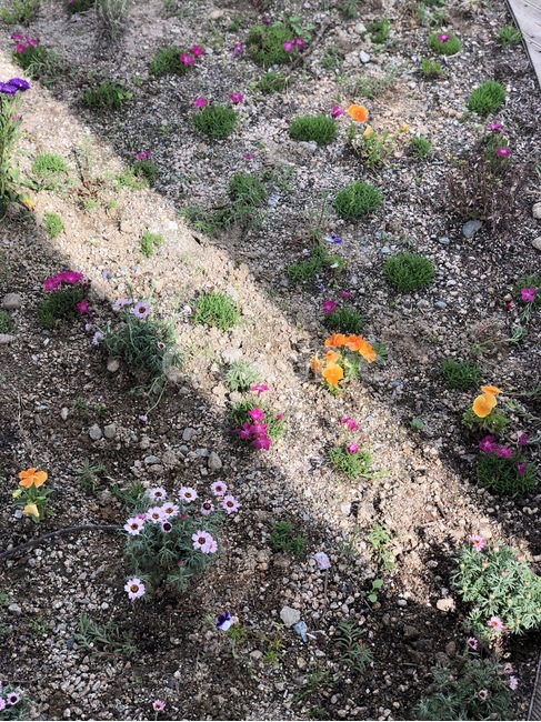 오후,그림자,전주,꽃,꽃밭,식물,자연,plants,nature,꽃,flower