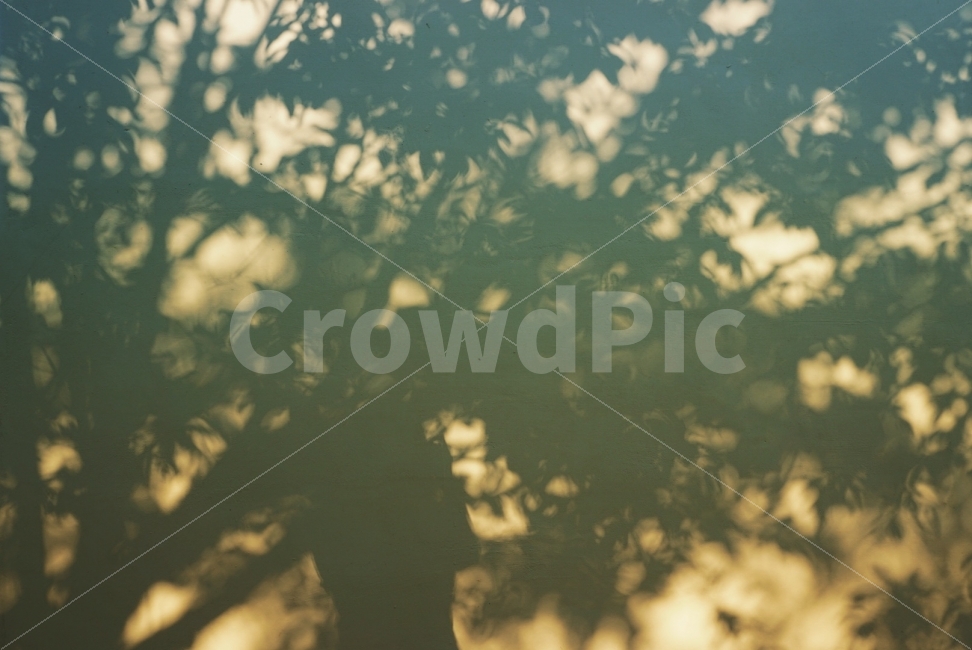 그림자,나무,가을,오묘함,빛,식물,자연,plants,nature,실루엣,그림자,silhouette,shadow