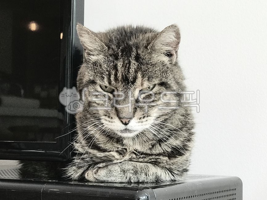 bread,gray,cat,animal,Grayscale,mammalia,charisma