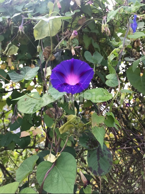 나팔꽃,꽃,핑크,보라,식물,flower,garden,정원,plants,morningglory,pink,purple,식물,자연,plants,nature,꽃,flower