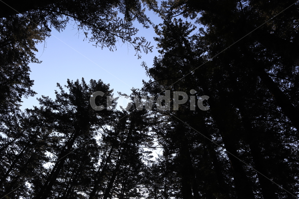 plant,식물,tree,나무,숲,산