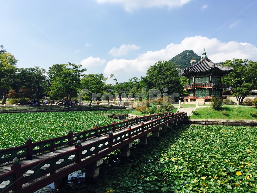 경복궁,광화문,연못,여름,풍경